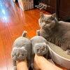 Gemütliche und stilvolle Designer-Katzenhausschuhe - Mond-Baby